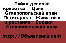 Лайка девочка красотка. › Цена ­ 9 000 - Ставропольский край, Пятигорск г. Животные и растения » Собаки   . Ставропольский край